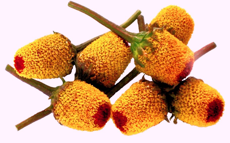 Акмелла Огородная