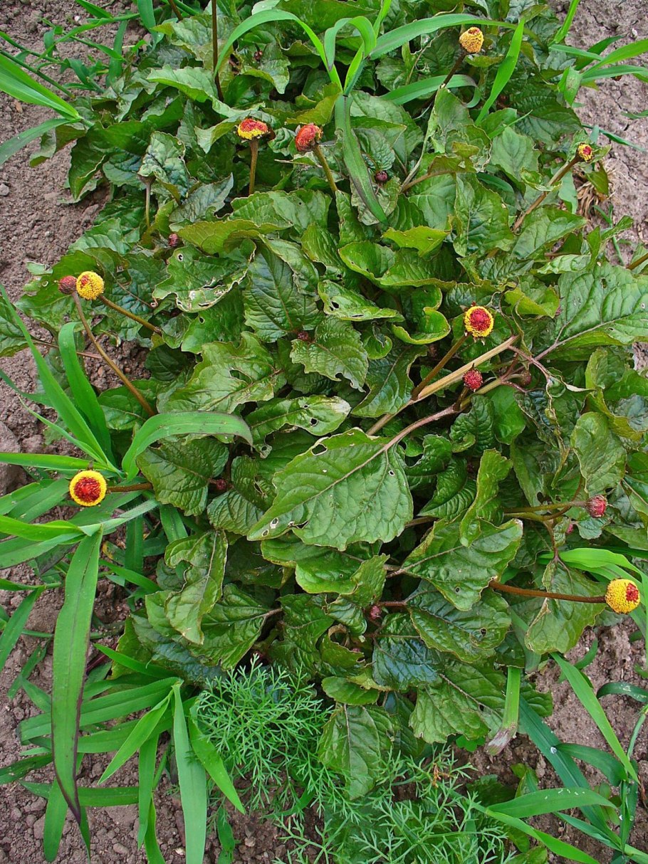 Spilanthes paniculata