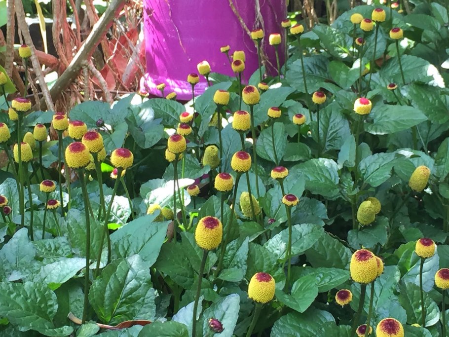 Акмелла Спилантес