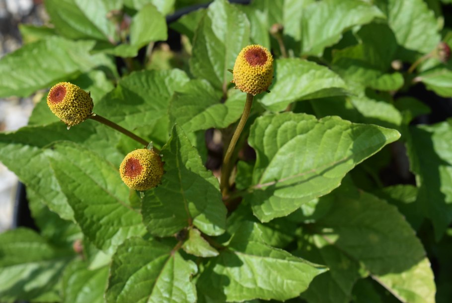 Спилантес Самба