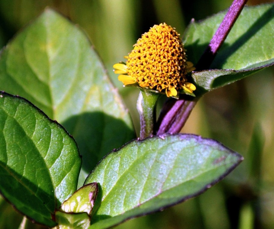 Акмелла Спилантес
