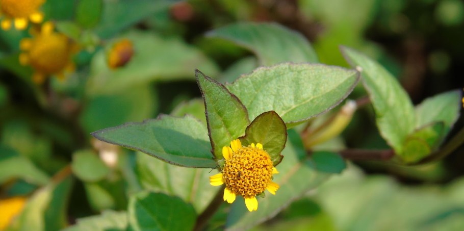Акмелла Огородная