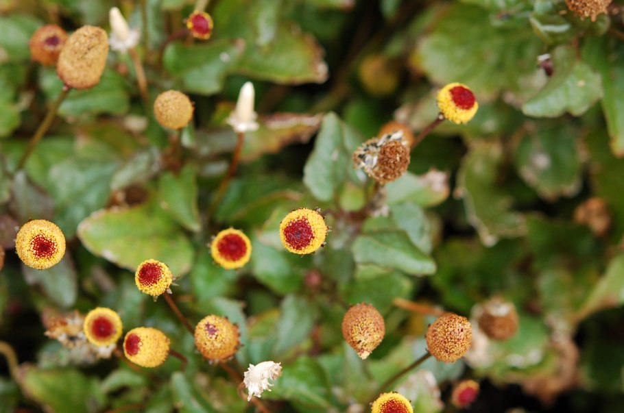 Акмелла ползучая