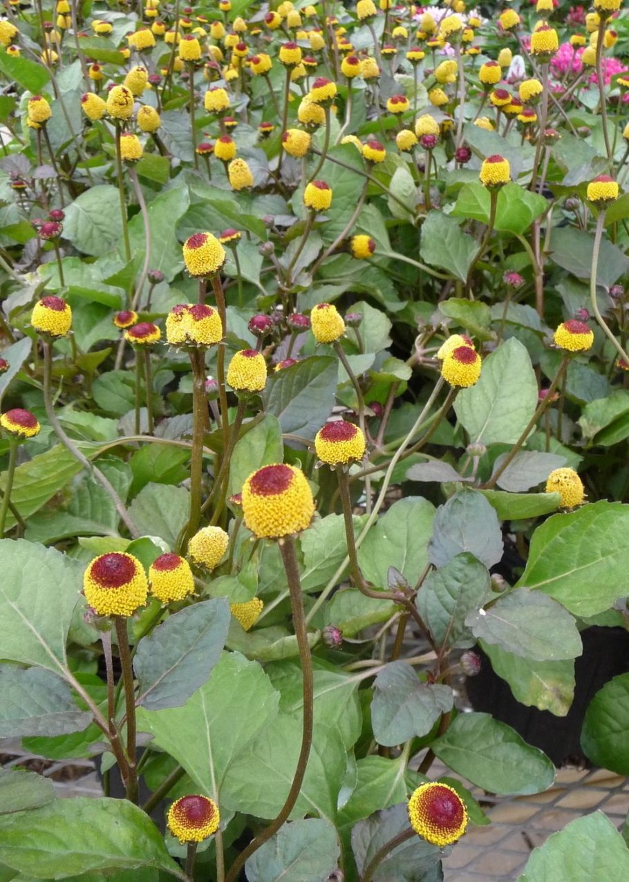 Складчатый цветок желтый