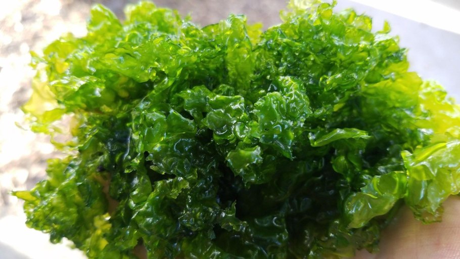 Ульва лактука