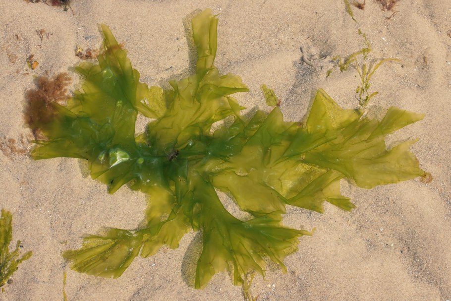 Ульва кишечная