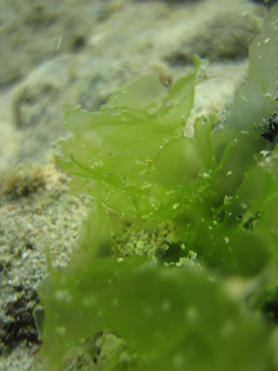 Ульва латук