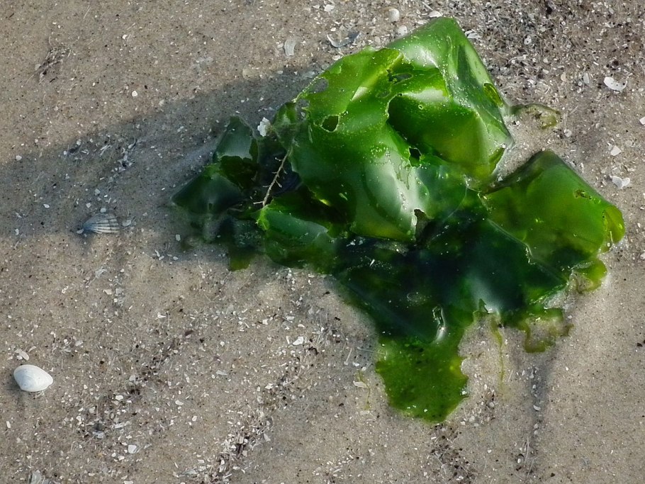 Ульва водоросль