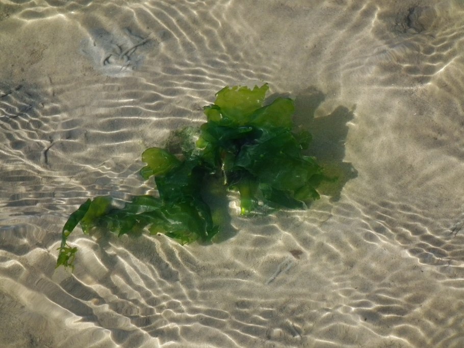 Ульва водоросль