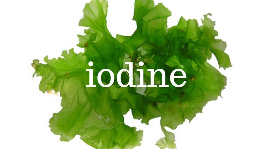 Ульва латук