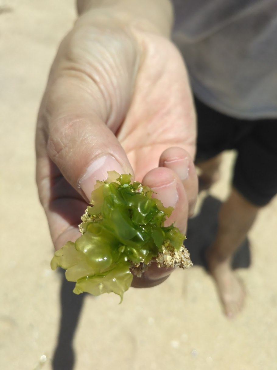 Ульва лактука