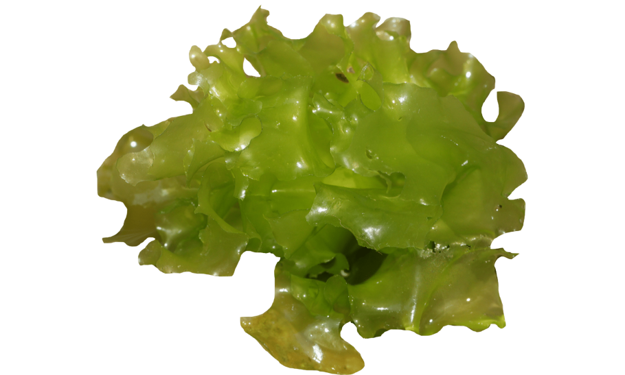 Ульва под микроскопом