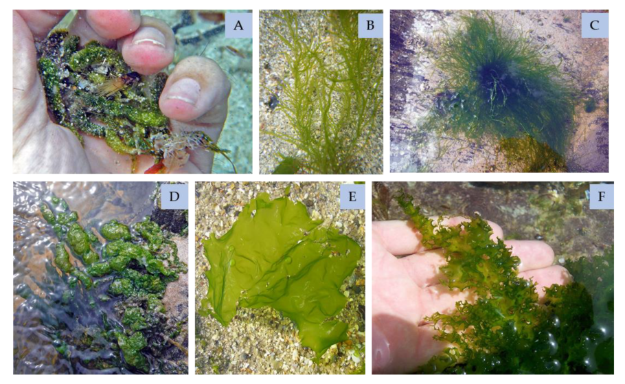 Ulva intestinalis l.