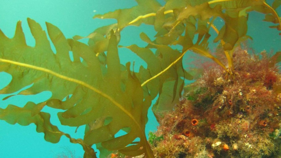 Бурые водоросли ундария
