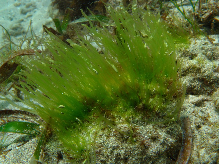 Морские водоросли черного моря