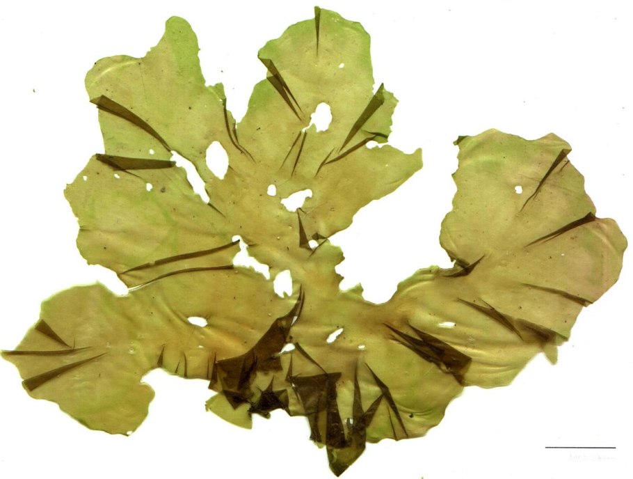 Аэрофильные водоросли