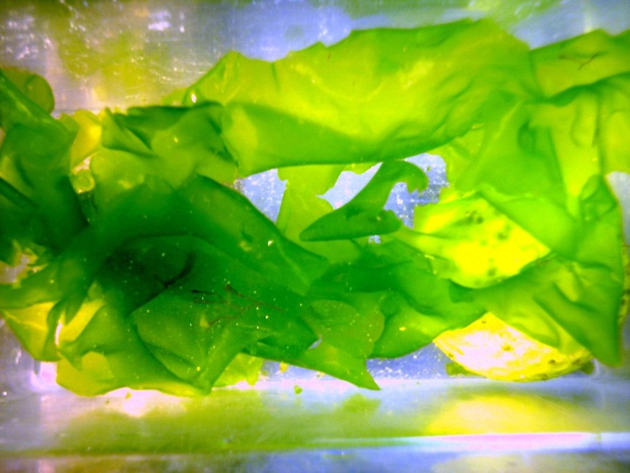 Ульва продырявленная