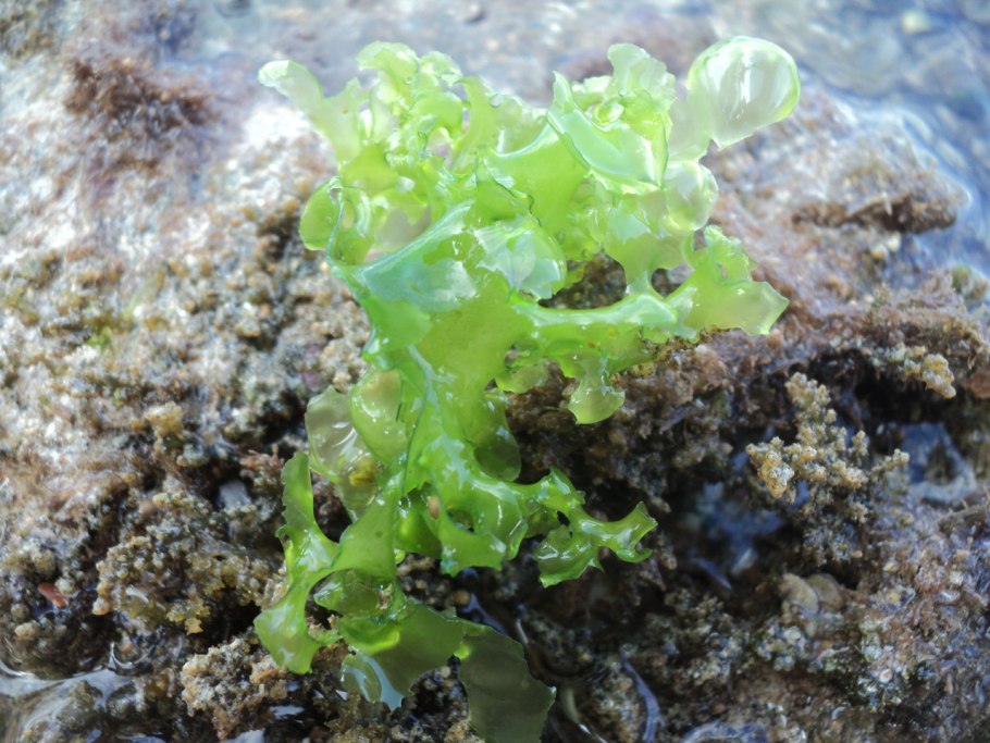 Ulva Lactuca водоросли