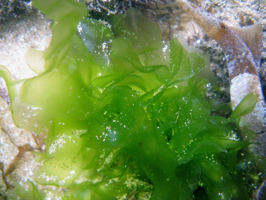 Ulva Lactuca микроскоп