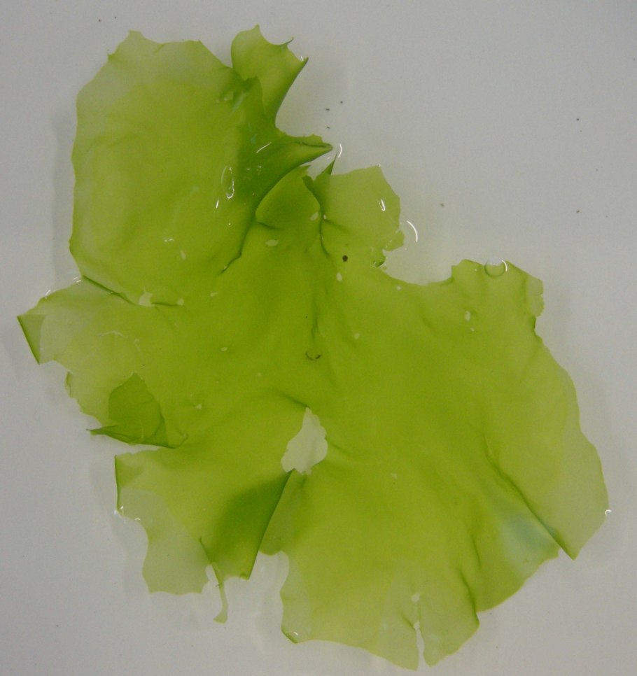 Ульва фенестрата