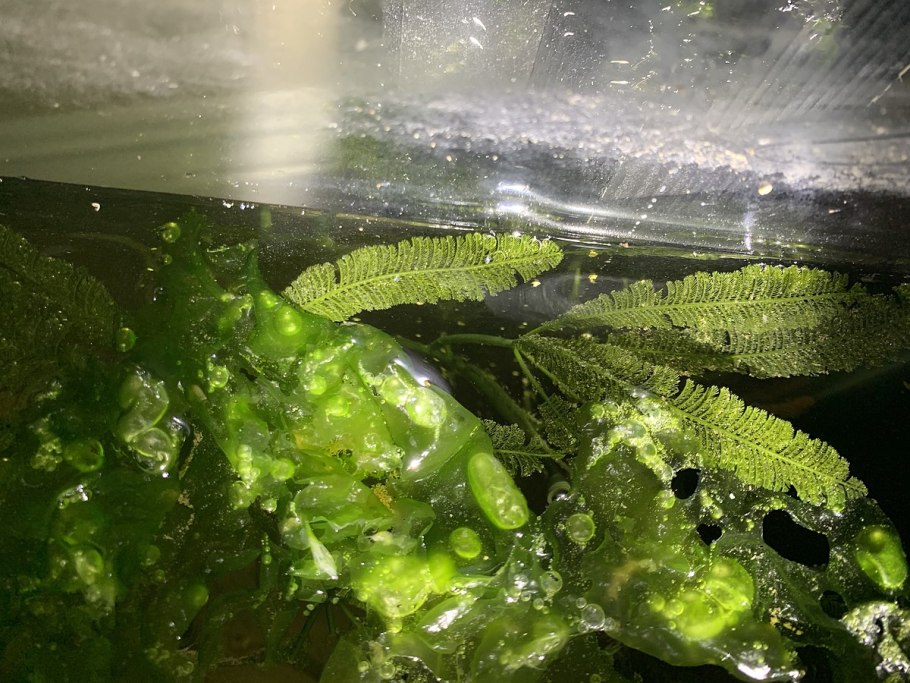 Ульва способы собирания