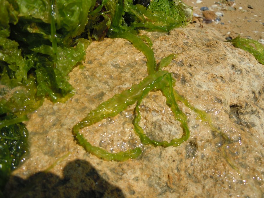 Ульва водоросль