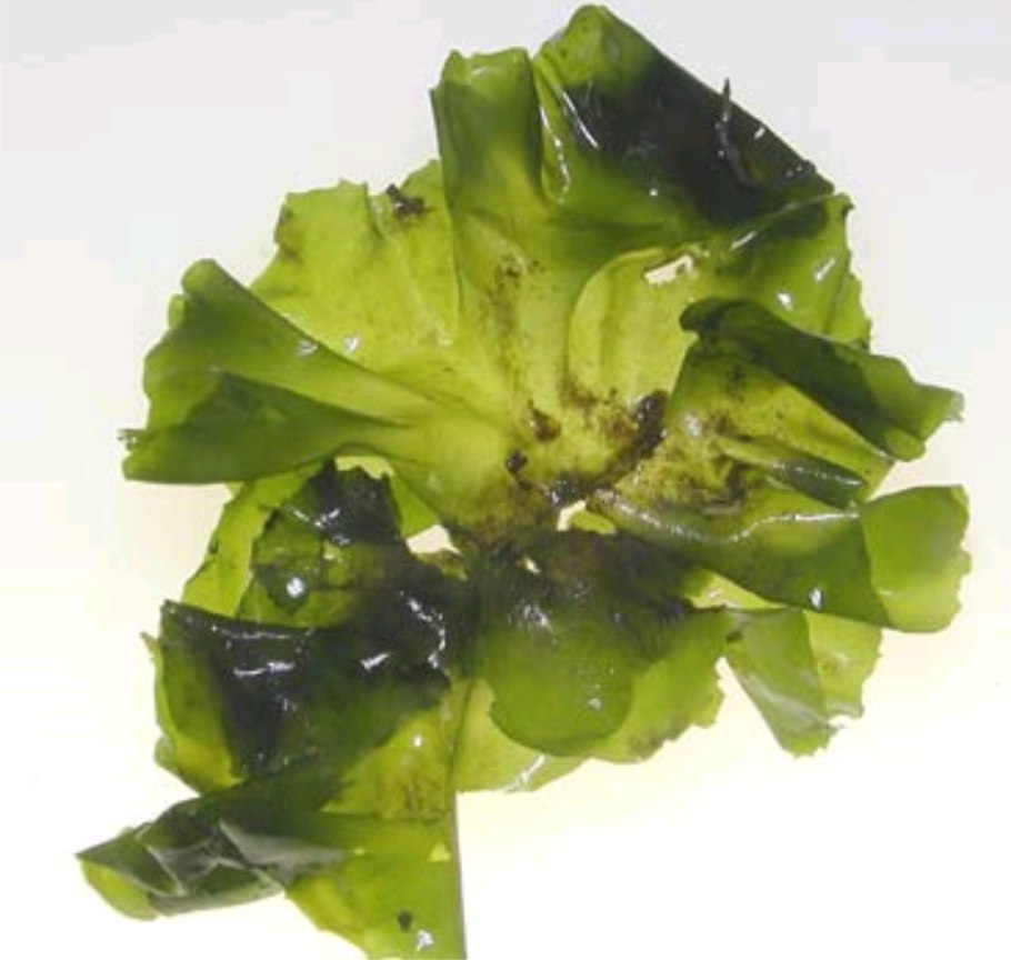 Ульва группа