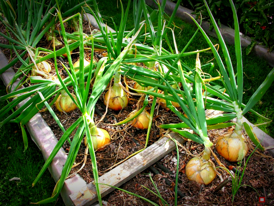 Грядка лука