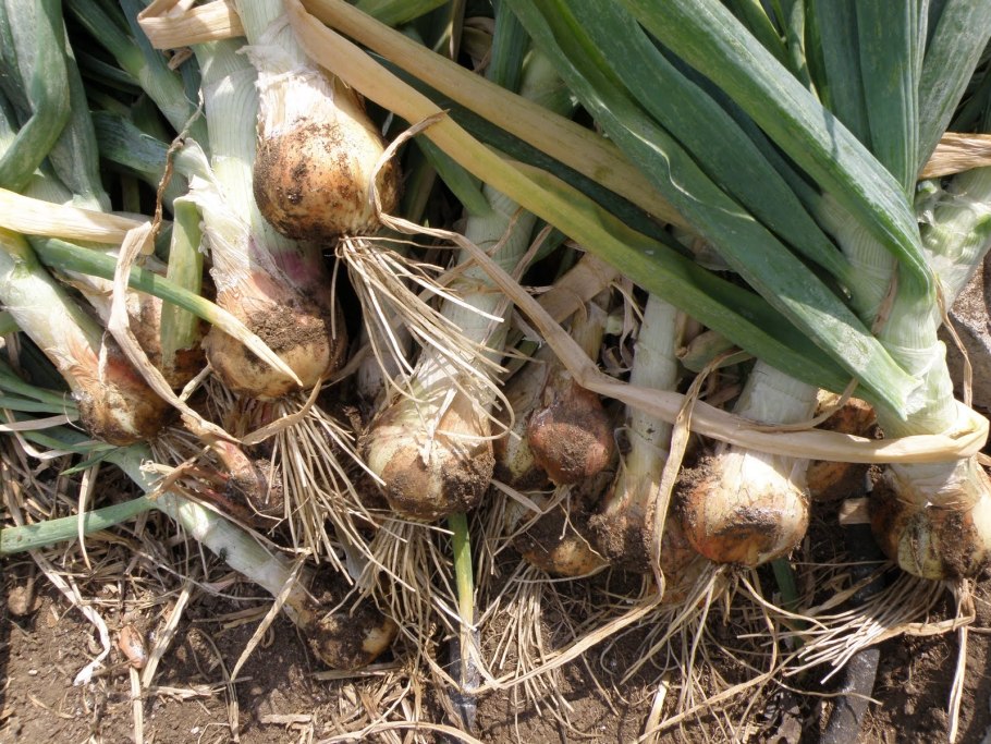 Луковица без полива