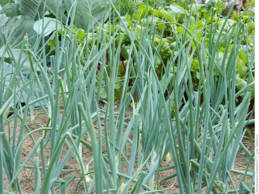 Ресторанный лук на грядке