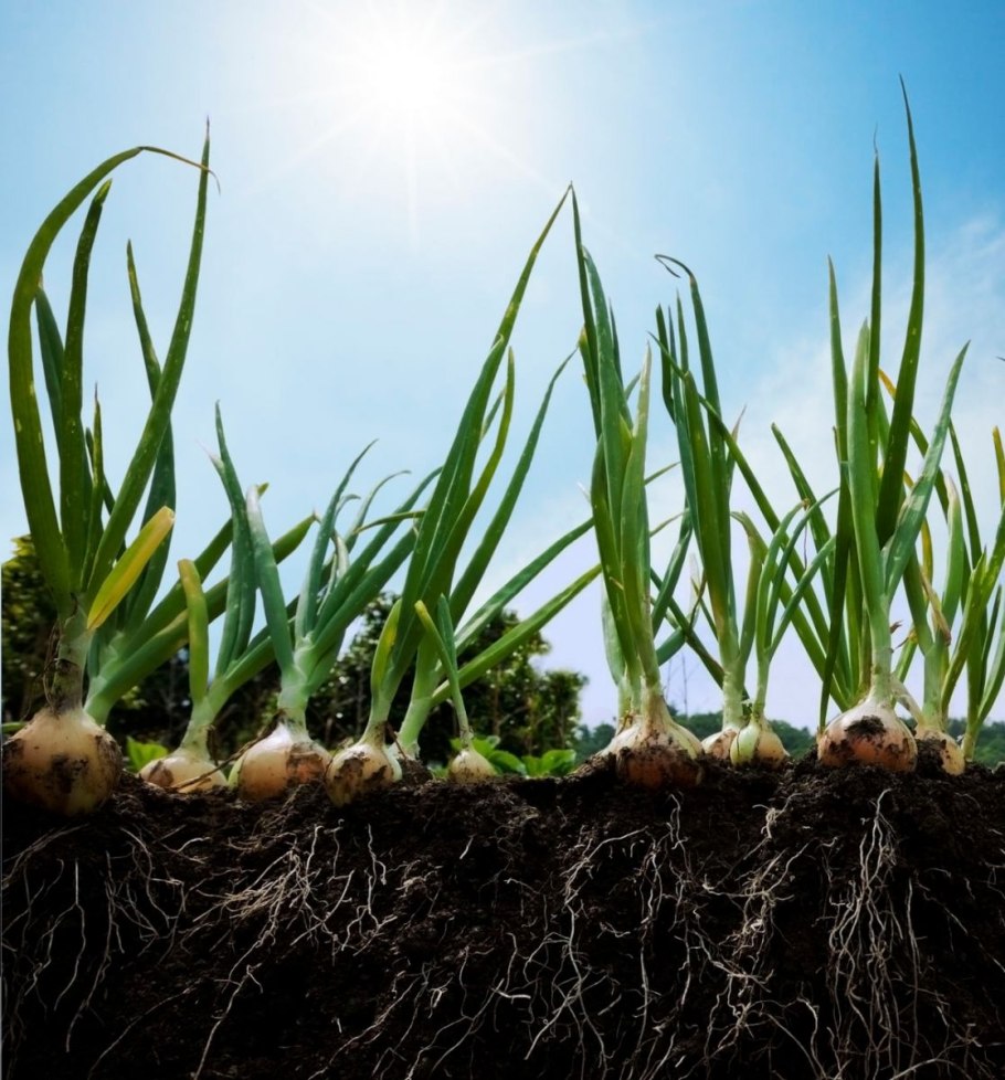 Растущий лук на репку