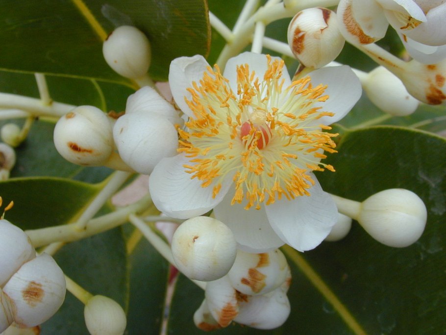 Calophyllum inophyllum Калофиллум лавр