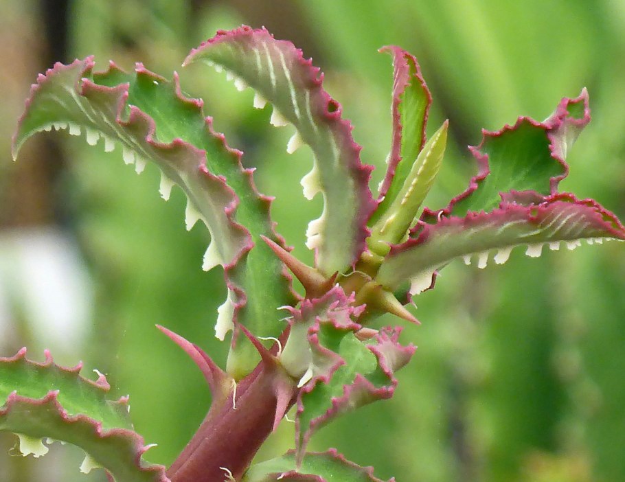 Хатиора солеросовая