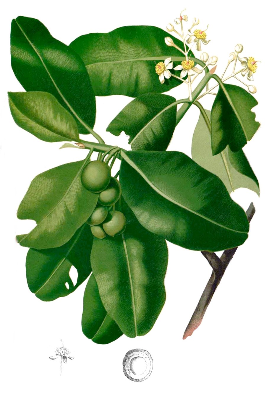 Росянка растение хищник