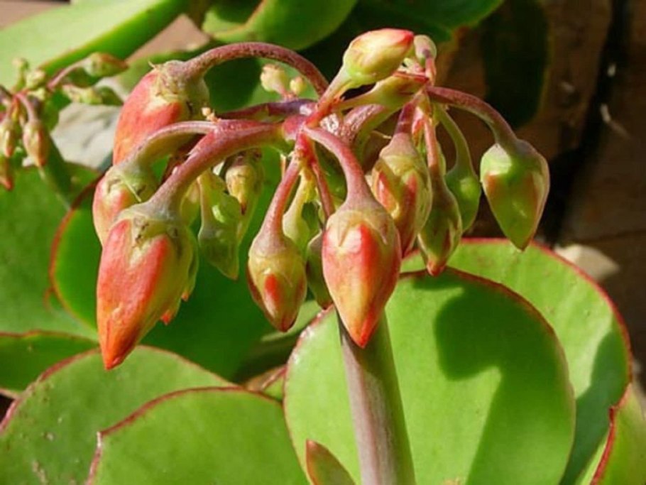 Солодка (Glycyrrhiza)