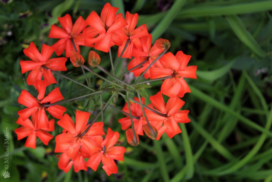 Алюминий 0881 pe