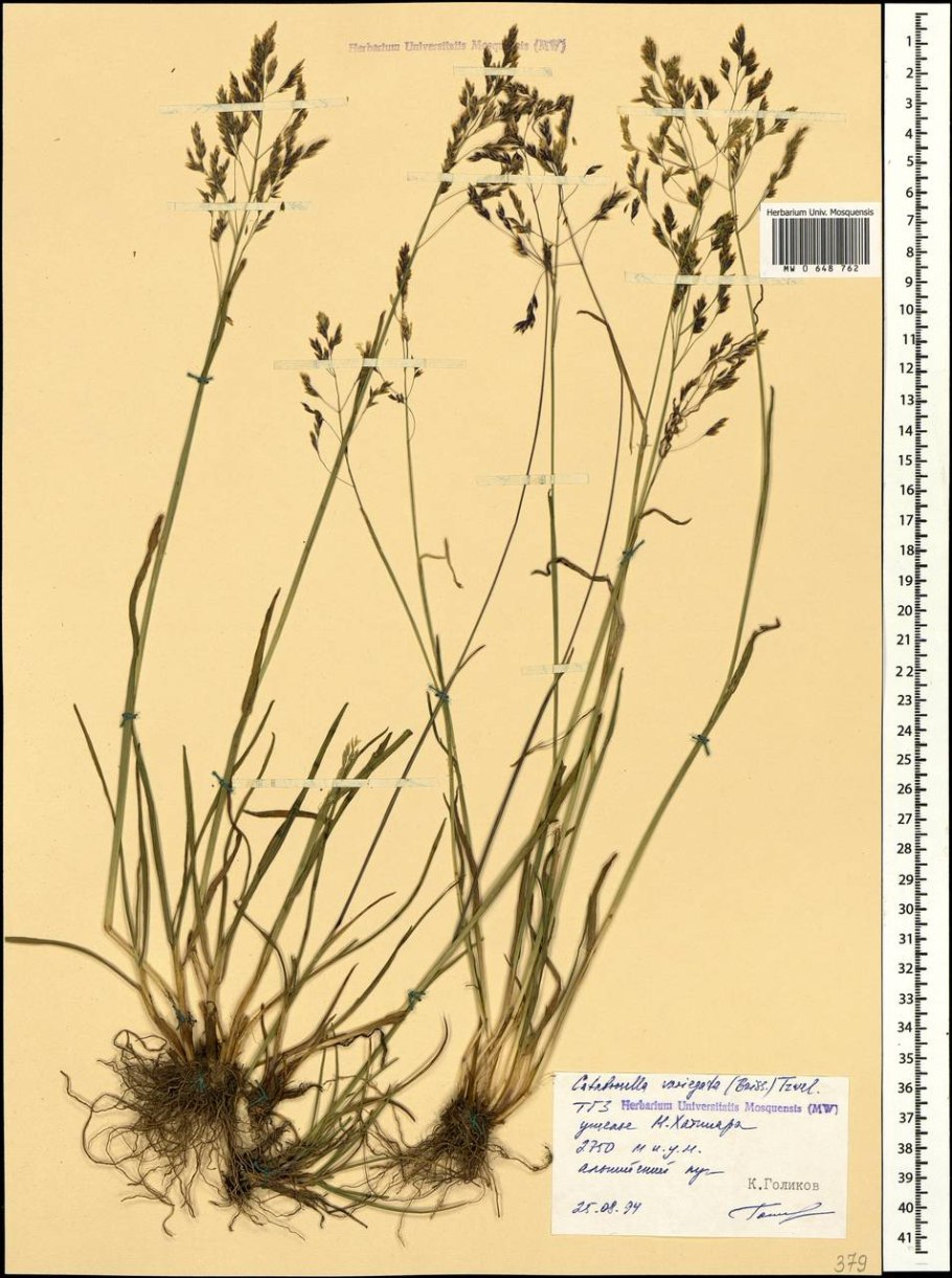 Колподиум низкий