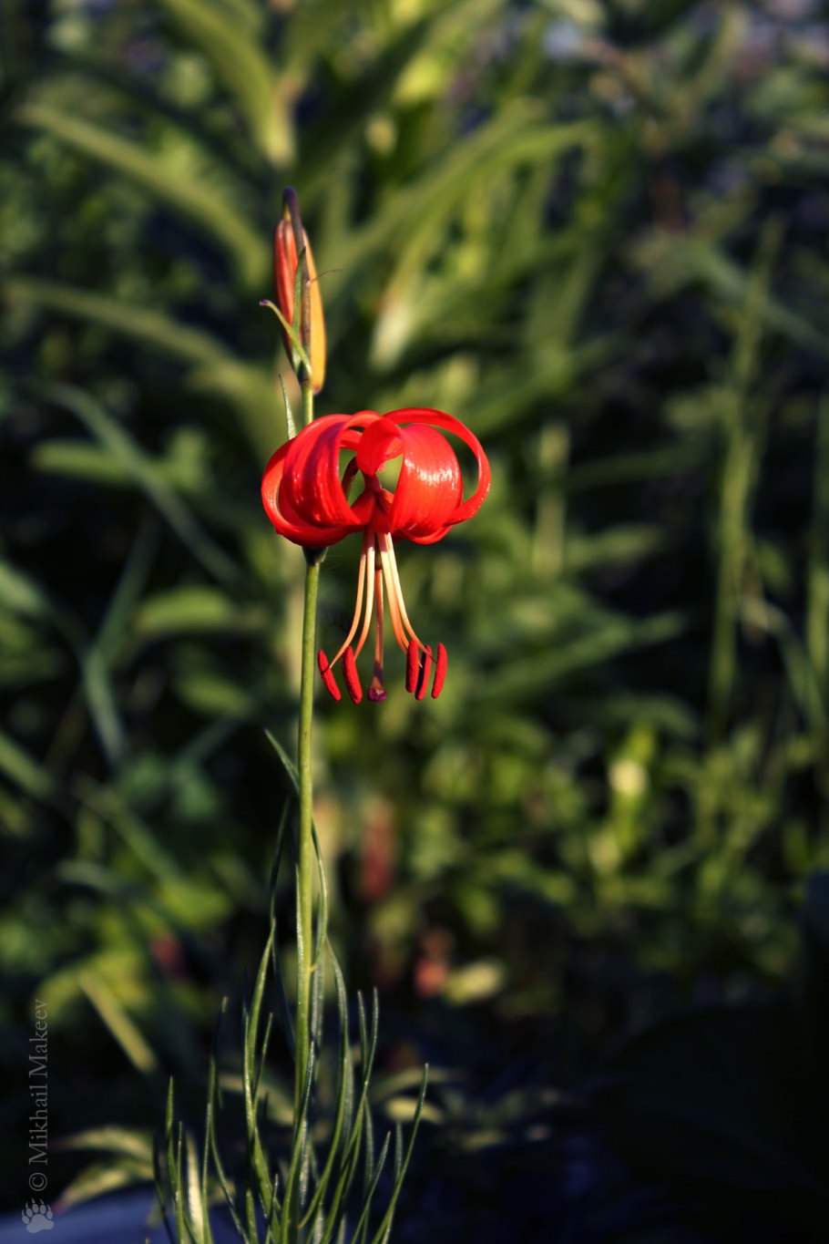Ариани Селесте грудь