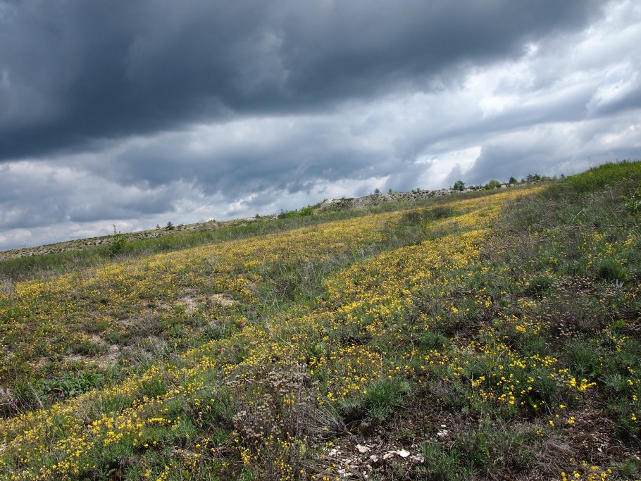 Лилия узколистная оранжевая карликовая фото и описание сорта