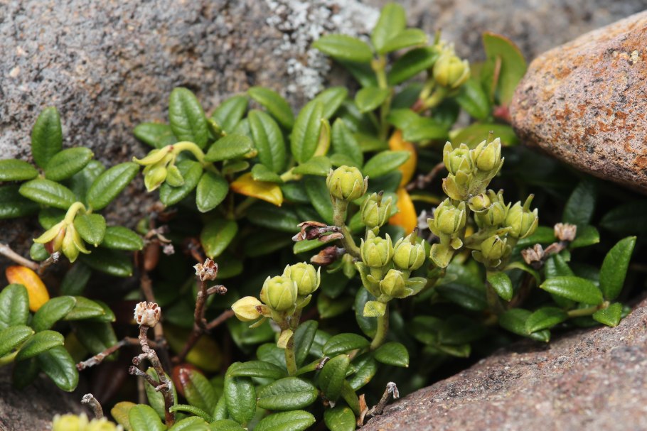 Белый фон 1080