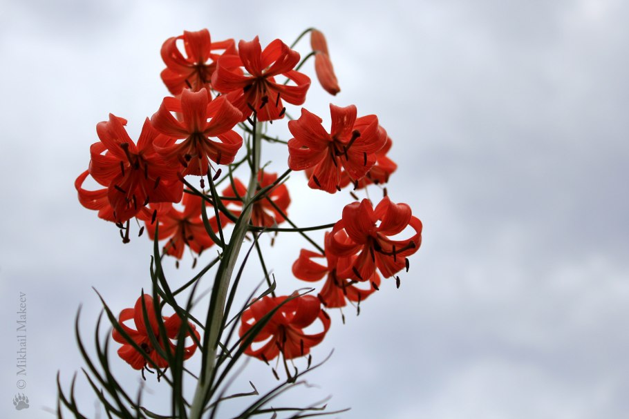 Карбид кремния и вода