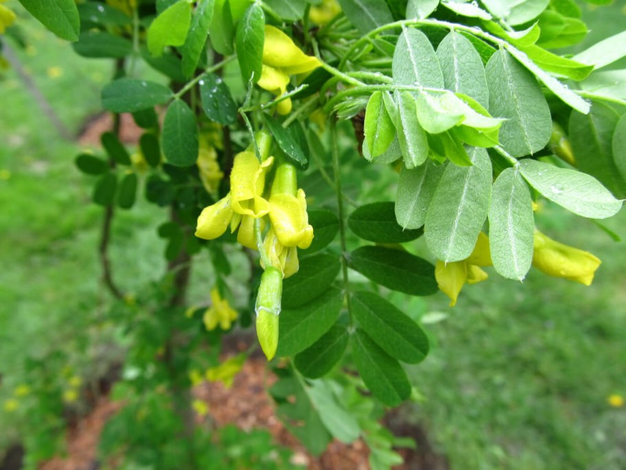 Карагана древовидная (Caragana arborescens)
