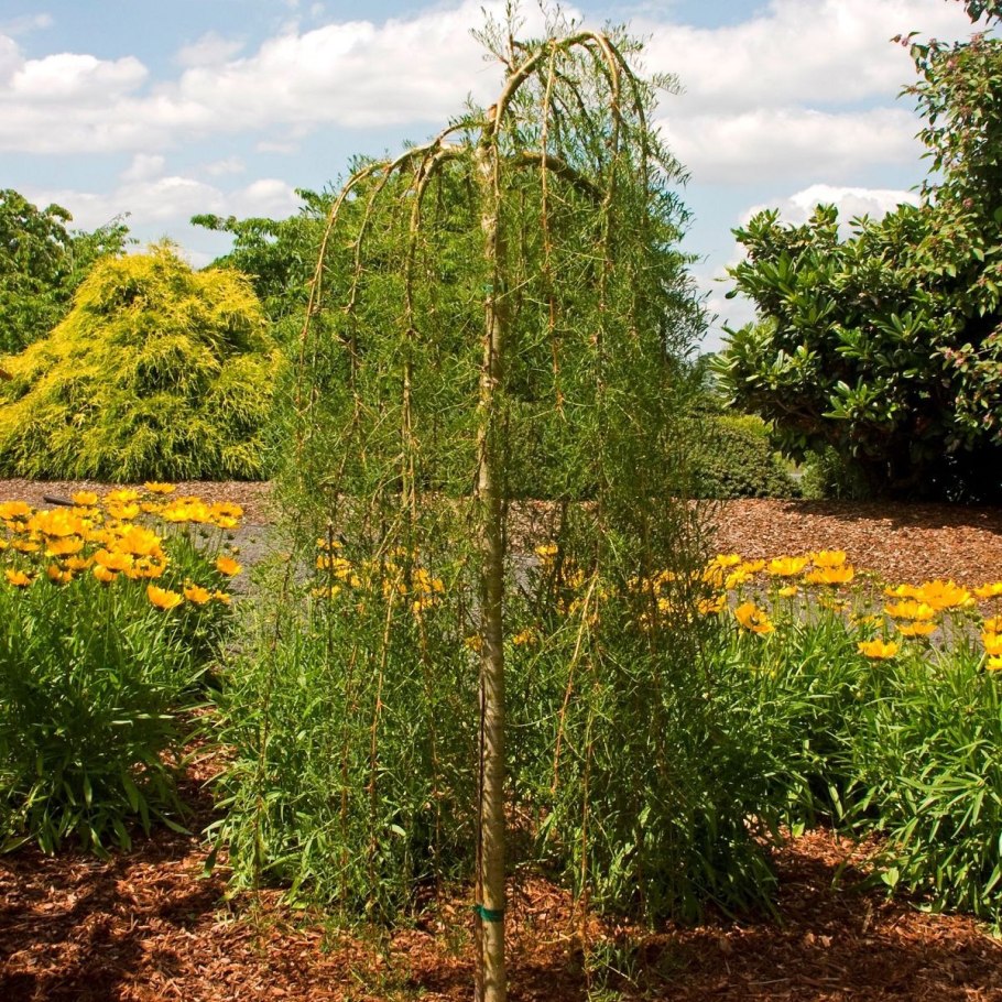 Карагана древовидная (Caragana arborescens)