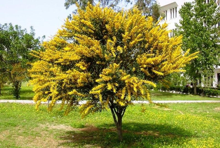 Карагана древовидная Caragana arborescens lam.