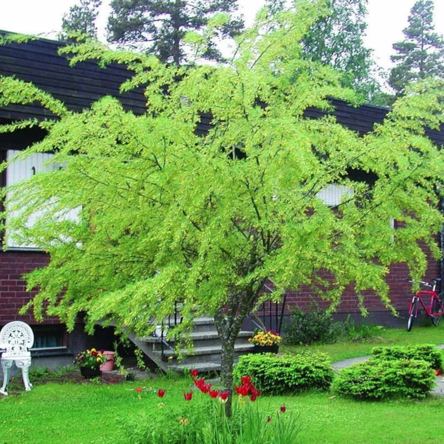 Caragana arborescens lorbergii