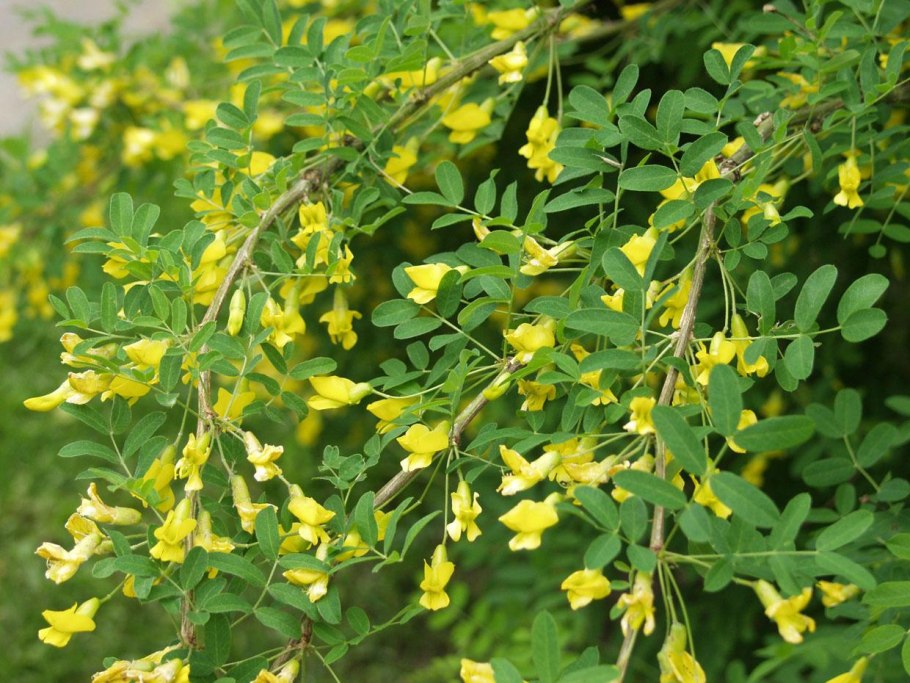 Карагана Caragana arborescens