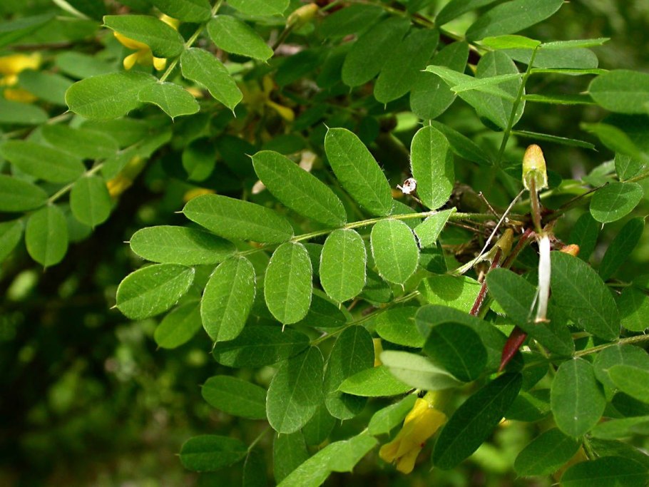 1.Карагана древовидная Сaragana arborescens