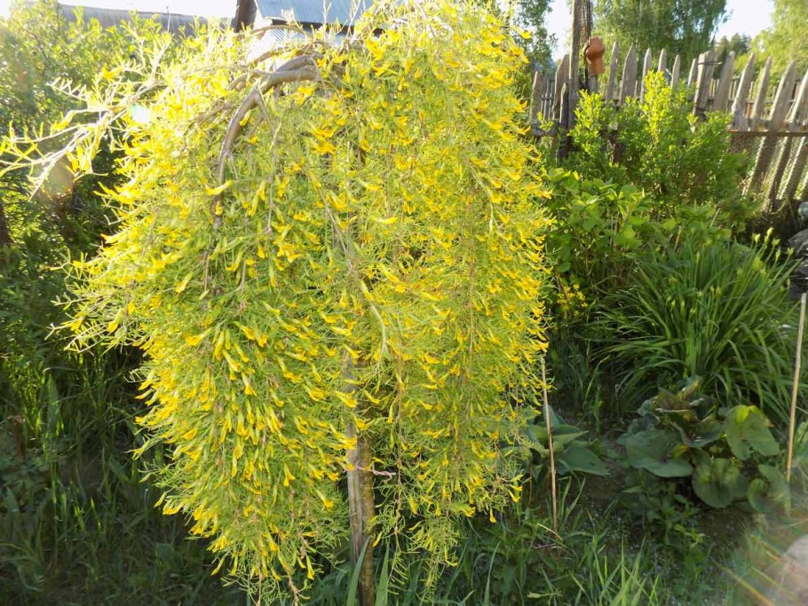 Акация Caragana arborescens
