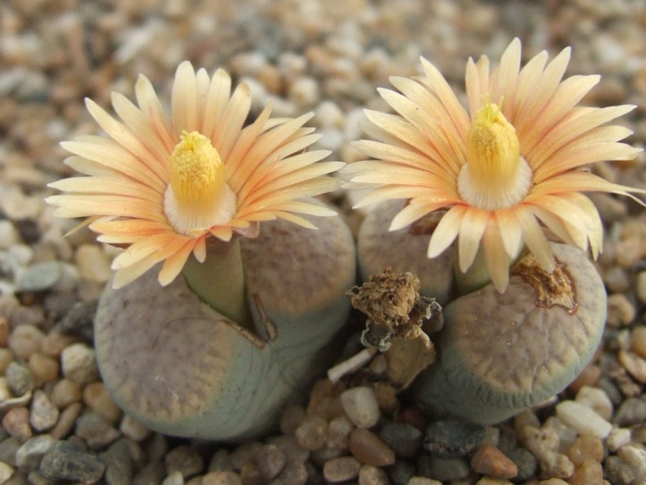 Литопс Комптона