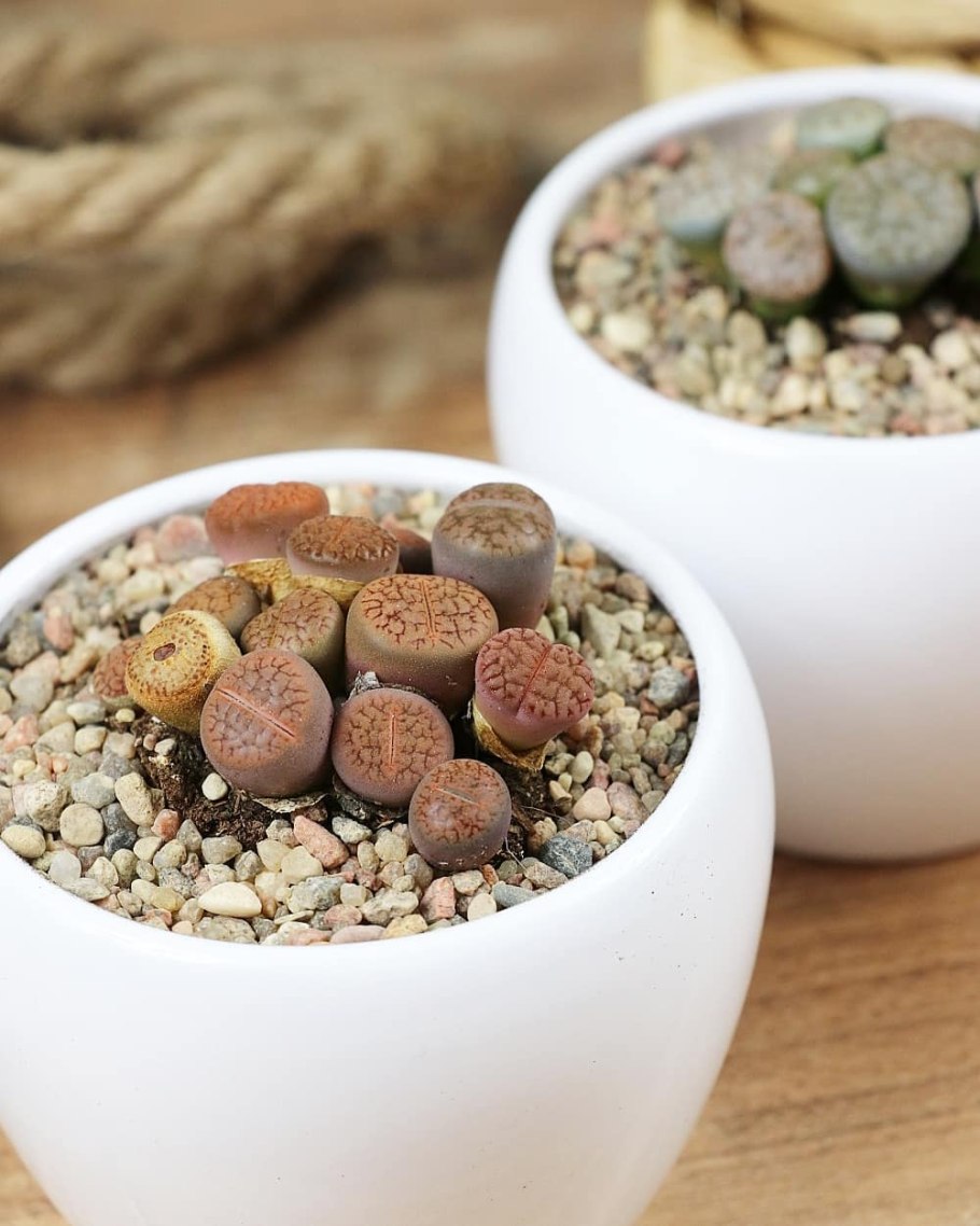 Литопс Флорес